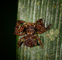 Mossy Crab Spider - top view, La Isla Escondida, Colombia On the only solo walk I did in La Isla Escondida, I happened to see a small black speckle move on a leaf as I passed by it. Really dark and at most 1cm in size. Even inspecting it up close I could not figure out what it was. Turns out it's a crab spider, with a spectacular mossy camouflage.<br />
https://www.jungledragon.com/image/71310/mossy_crab_spider_la_isla_escondida_colombia.html Colombia,Colombia 2018,Colombia South,La Isla Escondida,Putumayo,South America,World