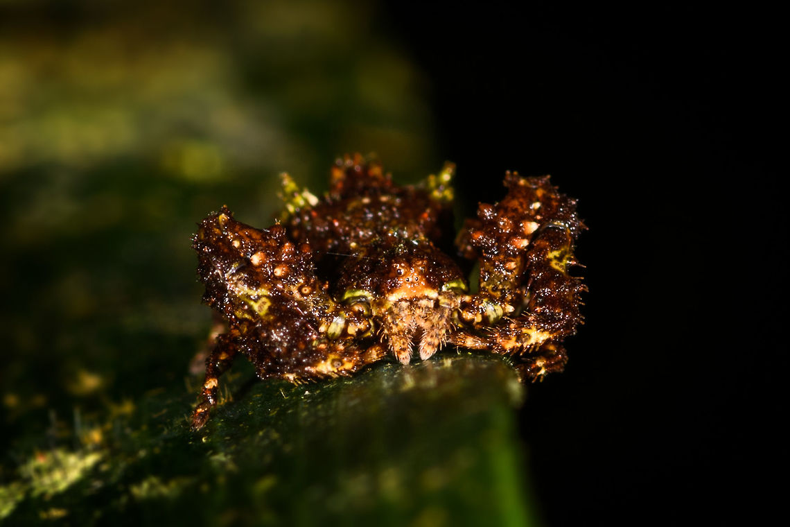 Mossy Crab Spider, La Isla Escondida, Colombia On the only solo walk I did in La Isla Escondida, I happened to see a small black speckle move on a leaf as I passed by it. Really dark and at most 1cm in size. Even inspecting it up close I could not figure out what it was. Turns out it's a crab spider, with a spectacular mossy camouflage.<br />
<figure class="photo"><a href="https://www.jungledragon.com/image/71309/mossy_crab_spider_-_top_view_la_isla_escondida_colombia.html" title="Mossy Crab Spider - top view, La Isla Escondida, Colombia"><img src="https://s3.amazonaws.com/media.jungledragon.com/images/2/71309_thumb.jpg?AWSAccessKeyId=05GMT0V3GWVNE7GGM1R2&Expires=1763596810&Signature=%2BcuUS6Q%2Fbxd%2BPi5Ampcc2S%2B%2Bu80%3D" width="200" height="194" alt="Mossy Crab Spider - top view, La Isla Escondida, Colombia On the only solo walk I did in La Isla Escondida, I happened to see a small black speckle move on a leaf as I passed by it. Really dark and at most 1cm in size. Even inspecting it up close I could not figure out what it was. Turns out it's a crab spider, with a spectacular mossy camouflage.<br />
https://www.jungledragon.com/image/71310/mossy_crab_spider_la_isla_escondida_colombia.html Colombia,Colombia 2018,Colombia South,La Isla Escondida,Putumayo,South America,World" /></a></figure> Colombia,Colombia 2018,Colombia South,La Isla Escondida,Putumayo,South America,World