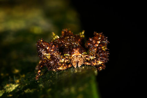 Mossy Crab Spider, La Isla Escondida, Colombia On the only solo walk I did in La Isla Escondida, I happened to see a small black speckle move on a leaf as I passed by it. Really dark and at most 1cm in size. Even inspecting it up close I could not figure out what it was. Turns out it's a crab spider, with a spectacular mossy camouflage.
https://www.jungledragon.com/image/71309/mossy_crab_spider_-_top_view_la_isla_escondida_colombia.html Colombia,Colombia 2018,Colombia South,La Isla Escondida,Putumayo,South America,World