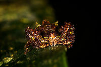 Mossy Crab Spider, La Isla Escondida, Colombia On the only solo walk I did in La Isla Escondida, I happened to see a small black speckle move on a leaf as I passed by it. Really dark and at most 1cm in size. Even inspecting it up close I could not figure out what it was. Turns out it's a crab spider, with a spectacular mossy camouflage.<br />
https://www.jungledragon.com/image/71309/mossy_crab_spider_-_top_view_la_isla_escondida_colombia.html Colombia,Colombia 2018,Colombia South,La Isla Escondida,Putumayo,South America,World