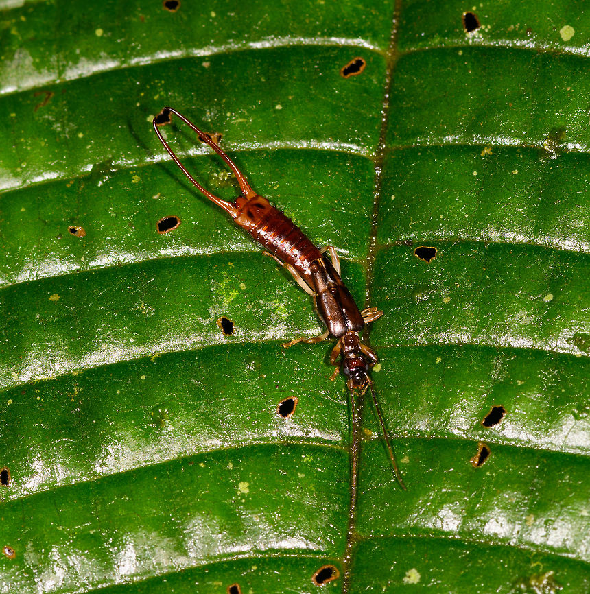 Red earwig, La Isla Escondida, Colombia  Colombia,Colombia 2018,Colombia South,Fall,Geotagged,La Isla Escondida,Putumayo,South America,World
