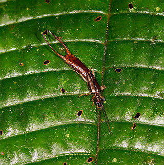 Red earwig, La Isla Escondida, Colombia  Colombia,Colombia 2018,Colombia South,Fall,Geotagged,La Isla Escondida,Putumayo,South America,World