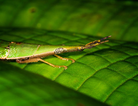 Omura congrua - female portrait, La Isla Escondida, Colombia  Colombia,Colombia 2018,Colombia South,Fall,Geotagged,La Isla Escondida,Omura congrua,Putumayo,South America,World