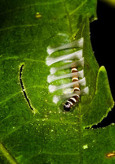 Silk Caterpillar self-building home, La Isla Escondida, Colombia I found this larva very busy building its own home. Here's a video where you can see it working:
https://www.youtube.com/watch?v=zHHRflh-0bk

Suggested family: Gelechiidae, based on similar observation:

https://www.jungledragon.com/image/90986/redbud_leaffolder_moth_fascista_cercerisella_forming_its_leaf_shelter.html Colombia,Colombia 2018,Colombia South,Fall,Geotagged,La Isla Escondida,Putumayo,South America,World