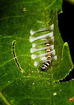 Silk Caterpillar self-building home, La Isla Escondida, Colombia I found this larva very busy building its own home. Here's a video where you can see it working:<br />
https://www.youtube.com/watch?v=zHHRflh-0bk<br />
<br />
Suggested family: Gelechiidae, based on similar observation:<br />
<br />
https://www.jungledragon.com/image/90986/redbud_leaffolder_moth_fascista_cercerisella_forming_its_leaf_shelter.html Colombia,Colombia 2018,Colombia South,Fall,Geotagged,La Isla Escondida,Putumayo,South America,World