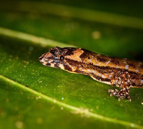 Scaly-eyed Gecko - side view, La Isla Escondida, Colombia Presumed Lepidoblepharis sp.
https://www.jungledragon.com/image/71320/scaly-eyed_gecko_-_front_view_la_isla_escondida_colombia.html
https://www.jungledragon.com/image/71319/scaly-eyed_gecko_-_top_view_la_isla_escondida_colombia.html Chocoan Dwarf-Gecko,Colombia,Colombia 2018,Colombia South,La Isla Escondida,Lepidoblepharis peraccae,Putumayo,South America,World