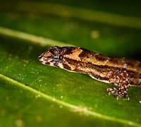 Scaly-eyed Gecko - side view, La Isla Escondida, Colombia Presumed Lepidoblepharis sp.<br />
https://www.jungledragon.com/image/71320/scaly-eyed_gecko_-_front_view_la_isla_escondida_colombia.html<br />
https://www.jungledragon.com/image/71319/scaly-eyed_gecko_-_top_view_la_isla_escondida_colombia.html Chocoan Dwarf-Gecko,Colombia,Colombia 2018,Colombia South,La Isla Escondida,Lepidoblepharis peraccae,Putumayo,South America,World
