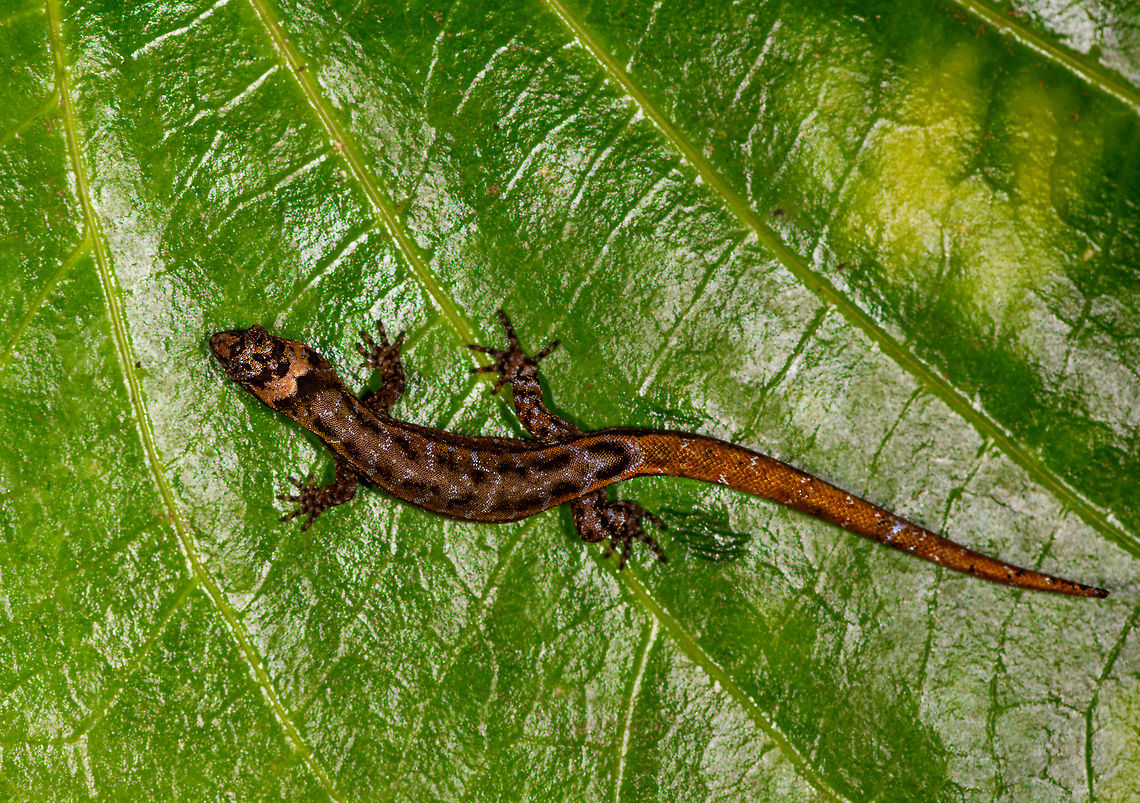 Scaly-eyed Gecko - top view, La Isla Escondida, Colombia Presumed Lepidoblepharis sp.<br />
<figure class="photo"><a href="https://www.jungledragon.com/image/71318/scaly-eyed_gecko_-_side_view_la_isla_escondida_colombia.html" title="Scaly-eyed Gecko - side view, La Isla Escondida, Colombia"><img src="https://s3.amazonaws.com/media.jungledragon.com/images/2/71318_thumb.jpg?AWSAccessKeyId=05GMT0V3GWVNE7GGM1R2&Expires=1759968010&Signature=CGCGNcd6v7CSrIHvoJ4Wdzbu%2FPY%3D" width="200" height="182" alt="Scaly-eyed Gecko - side view, La Isla Escondida, Colombia Presumed Lepidoblepharis sp.<br />
https://www.jungledragon.com/image/71320/scaly-eyed_gecko_-_front_view_la_isla_escondida_colombia.html<br />
https://www.jungledragon.com/image/71319/scaly-eyed_gecko_-_top_view_la_isla_escondida_colombia.html Chocoan Dwarf-Gecko,Colombia,Colombia 2018,Colombia South,La Isla Escondida,Lepidoblepharis peraccae,Putumayo,South America,World" /></a></figure><br />
<figure class="photo"><a href="https://www.jungledragon.com/image/71320/scaly-eyed_gecko_-_front_view_la_isla_escondida_colombia.html" title="Scaly-eyed Gecko - front view, La Isla Escondida, Colombia"><img src="https://s3.amazonaws.com/media.jungledragon.com/images/2/71320_thumb.jpg?AWSAccessKeyId=05GMT0V3GWVNE7GGM1R2&Expires=1759968010&Signature=xuec2u0%2Bn2jbu9RSyCBXdhiUU64%3D" width="200" height="150" alt="Scaly-eyed Gecko - front view, La Isla Escondida, Colombia Presumed Lepidoblepharis sp.<br />
https://www.jungledragon.com/image/71318/scaly-eyed_gecko_-_side_view_la_isla_escondida_colombia.html<br />
https://www.jungledragon.com/image/71319/scaly-eyed_gecko_-_top_view_la_isla_escondida_colombia.html Chocoan Dwarf-Gecko,Colombia,Colombia 2018,Colombia South,La Isla Escondida,Lepidoblepharis peraccae,Putumayo,South America,World" /></a></figure> Chocoan Dwarf-Gecko,Colombia,Colombia 2018,Colombia South,La Isla Escondida,Lepidoblepharis peraccae,Putumayo,South America,World