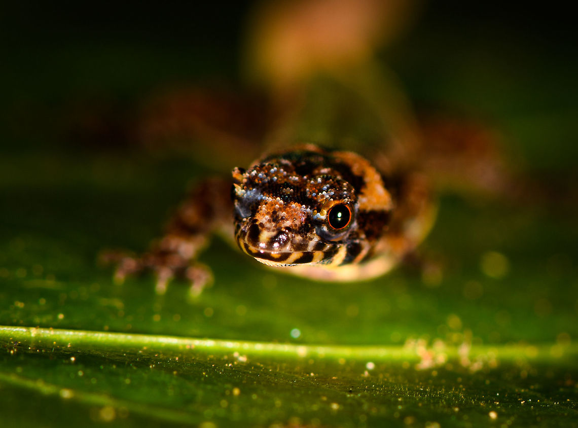 Scaly-eyed Gecko - front view, La Isla Escondida, Colombia Presumed Lepidoblepharis sp.<br />
<figure class="photo"><a href="https://www.jungledragon.com/image/71318/scaly-eyed_gecko_-_side_view_la_isla_escondida_colombia.html" title="Scaly-eyed Gecko - side view, La Isla Escondida, Colombia"><img src="https://s3.amazonaws.com/media.jungledragon.com/images/2/71318_thumb.jpg?AWSAccessKeyId=05GMT0V3GWVNE7GGM1R2&Expires=1769040010&Signature=cprNewbTgTBLyJbBKMzvNpm7Si0%3D" width="200" height="182" alt="Scaly-eyed Gecko - side view, La Isla Escondida, Colombia Presumed Lepidoblepharis sp.<br />
https://www.jungledragon.com/image/71320/scaly-eyed_gecko_-_front_view_la_isla_escondida_colombia.html<br />
https://www.jungledragon.com/image/71319/scaly-eyed_gecko_-_top_view_la_isla_escondida_colombia.html Chocoan Dwarf-Gecko,Colombia,Colombia 2018,Colombia South,La Isla Escondida,Lepidoblepharis peraccae,Putumayo,South America,World" /></a></figure><br />
<figure class="photo"><a href="https://www.jungledragon.com/image/71319/scaly-eyed_gecko_-_top_view_la_isla_escondida_colombia.html" title="Scaly-eyed Gecko - top view, La Isla Escondida, Colombia"><img src="https://s3.amazonaws.com/media.jungledragon.com/images/2/71319_thumb.jpg?AWSAccessKeyId=05GMT0V3GWVNE7GGM1R2&Expires=1769040010&Signature=Rf9Opsobc4r12y16QWq5FvL6SA4%3D" width="200" height="142" alt="Scaly-eyed Gecko - top view, La Isla Escondida, Colombia Presumed Lepidoblepharis sp.<br />
https://www.jungledragon.com/image/71318/scaly-eyed_gecko_-_side_view_la_isla_escondida_colombia.html<br />
https://www.jungledragon.com/image/71320/scaly-eyed_gecko_-_front_view_la_isla_escondida_colombia.html Chocoan Dwarf-Gecko,Colombia,Colombia 2018,Colombia South,La Isla Escondida,Lepidoblepharis peraccae,Putumayo,South America,World" /></a></figure> Chocoan Dwarf-Gecko,Colombia,Colombia 2018,Colombia South,La Isla Escondida,Lepidoblepharis peraccae,Putumayo,South America,World