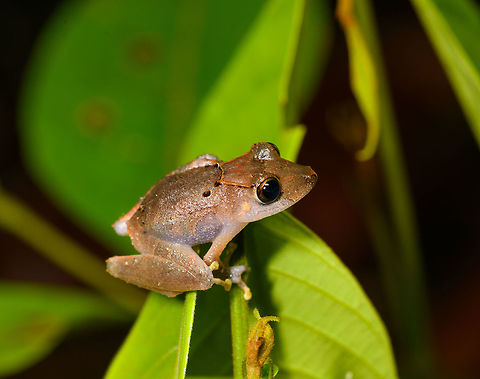 Pristimantis sp. 4, La Isla Escondida, Colombia Small Pristimantis frog found during a night tour. Pristimantis is a very large tropical genus where identification down to species level is very tricky.
https://www.jungledragon.com/image/71368/pristimantis_sp._4_-_top_view_la_isla_escondida_colombia.html Colombia,Colombia 2018,Colombia South,La Isla Escondida,Putumayo,South America,World