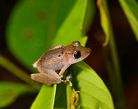 Pristimantis sp. 4, La Isla Escondida, Colombia Small Pristimantis frog found during a night tour. Pristimantis is a very large tropical genus where identification down to species level is very tricky.<br />
https://www.jungledragon.com/image/71368/pristimantis_sp._4_-_top_view_la_isla_escondida_colombia.html Colombia,Colombia 2018,Colombia South,La Isla Escondida,Putumayo,South America,World