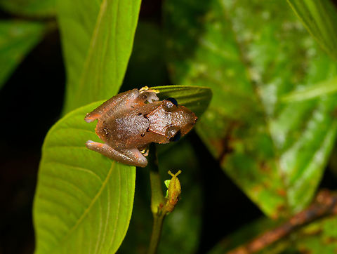 Pristimantis sp. 4 - top view, La Isla Escondida, Colombia Small Pristimantis frog found during a night tour. Pristimantis is a very large tropical genus where identification down to species level is very tricky.
https://www.jungledragon.com/image/71367/pristimantis_sp._4_la_isla_escondida_colombia.html Colombia,Colombia 2018,Colombia South,La Isla Escondida,Putumayo,South America,World