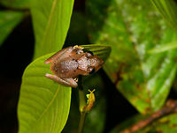 Pristimantis sp. 4 - top view, La Isla Escondida, Colombia Small Pristimantis frog found during a night tour. Pristimantis is a very large tropical genus where identification down to species level is very tricky.<br />
https://www.jungledragon.com/image/71367/pristimantis_sp._4_la_isla_escondida_colombia.html Colombia,Colombia 2018,Colombia South,La Isla Escondida,Putumayo,South America,World