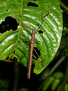 Pseudophasma sp. phasmid, La Isla Escondida, Colombia Superficially dull but if you look closely it has some interesting details such as the speckled legs. This seems to be a winged individual. ID by Albert Kang. Colombia,Colombia 2018,Colombia South,La Isla Escondida,Putumayo,South America,World