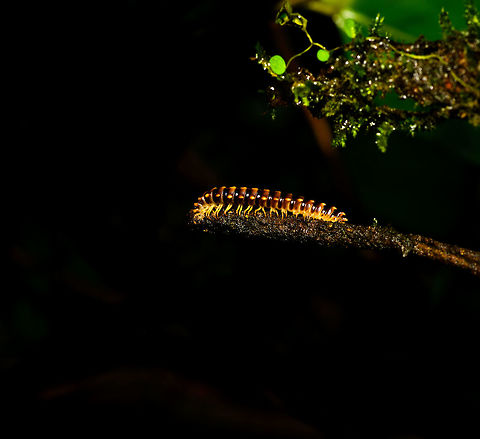 Small millipede at night, La Isla Escondida, Colombia  Colombia,Colombia 2018,Colombia South,La Isla Escondida,Putumayo,South America,World