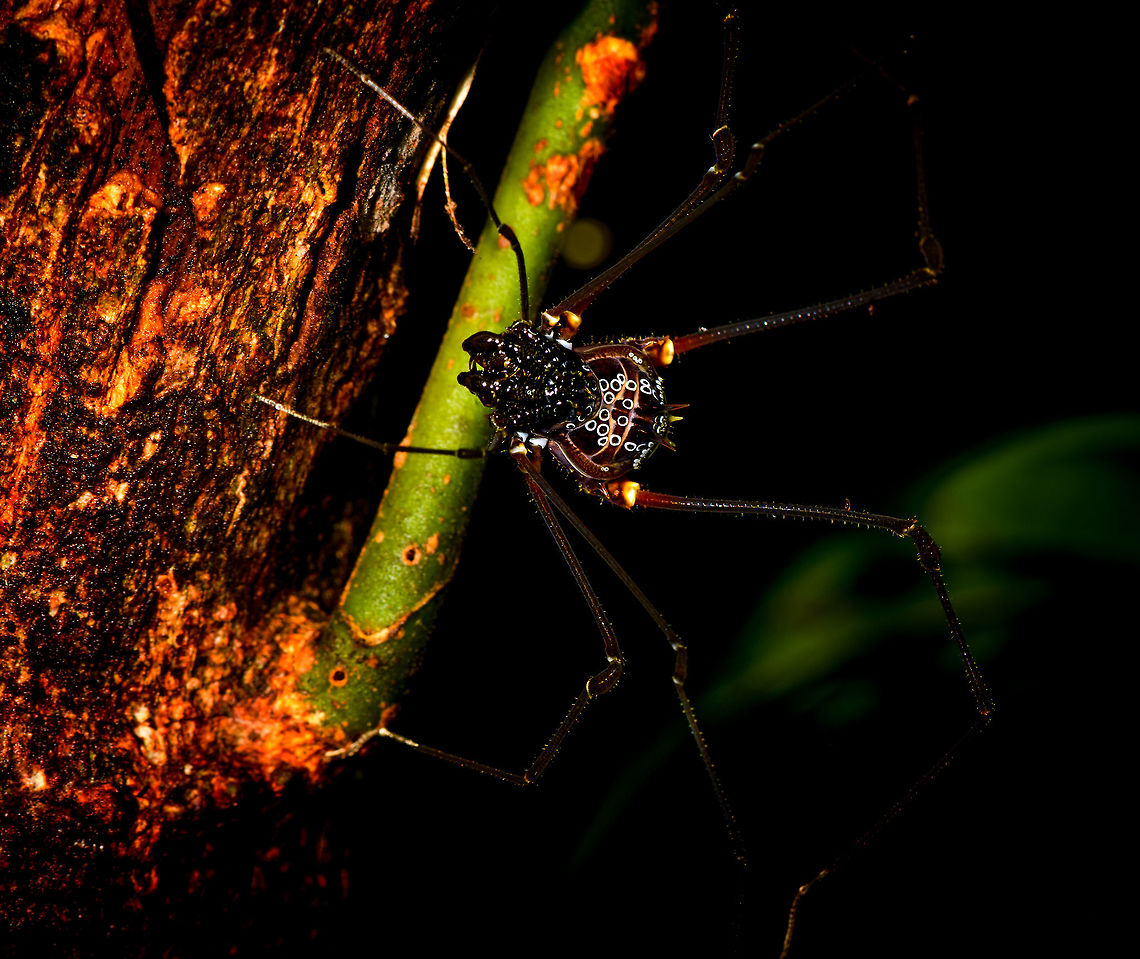 Phareicranaus gracilis, crawling, La Isla Escondida, Colombia Our 3rd encounter with this epic harvestmen and it will never bore me. They are a pain to focus on though due to their very complicated head structure. Colombia,Colombia 2018,Colombia South,La Isla Escondida,Phareicranaus gracilis,Putumayo,South America,World
