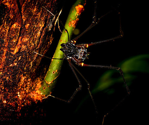 Phareicranaus gracilis, crawling, La Isla Escondida, Colombia Our 3rd encounter with this epic harvestmen and it will never bore me. They are a pain to focus on though due to their very complicated head structure. Colombia,Colombia 2018,Colombia South,La Isla Escondida,Phareicranaus gracilis,Putumayo,South America,World