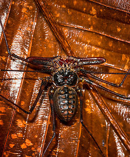 Whip Spider - top, La Isla Escondida, Colombia An awesome unexpected encounter with this Whip Spider. You can see how its "whips" don't even fit the frame, the whips can grow up to 25cm and in this case I'd estimate them at about 15-20cm. These extended legs are mostly used to touch and sense prey as well as danger. You can see how their other legs are also very lengthy useful for speeding away. They feed on small insects and are harmless to people. Bites are unlikely and not venomous.

This one is possibly in the Heterophrynus genus. It has been our only encounter with a Whip Spider during the whole trip.
https://www.jungledragon.com/image/71384/whip_spider_la_isla_escondida_colombia.html
https://www.jungledragon.com/image/71383/whip_spider_-_frontal_la_isla_escondida_colombia.html Colombia,Colombia 2018,Colombia South,La Isla Escondida,Putumayo,South America,World