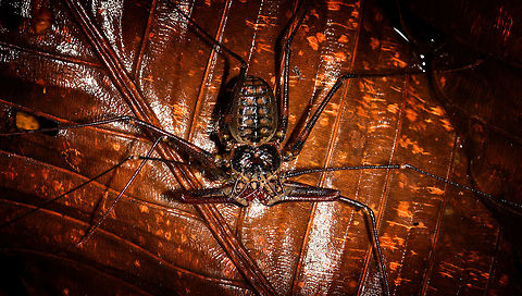 Whip Spider - frontal, La Isla Escondida, Colombia An awesome unexpected encounter with this Whip Spider. You can see how its "whips" don't even fit the frame, the whips can grow up to 25cm and in this case I'd estimate them at about 15-20cm. These extended legs are mostly used to touch and sense prey as well as danger. You can see how their other legs are also very lengthy useful for speeding away. They feed on small insects and are harmless to people. Bites are unlikely and not venomous.

This one is possibly in the Heterophrynus genus. It has been our only encounter with a Whip Spider during the whole trip.
https://www.jungledragon.com/image/71384/whip_spider_la_isla_escondida_colombia.html
https://www.jungledragon.com/image/71382/whip_spider_-_top_la_isla_escondida_colombia.html Colombia,Colombia 2018,Colombia South,La Isla Escondida,Putumayo,South America,World