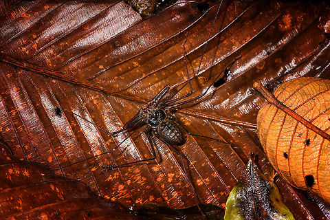 Whip Spider, La Isla Escondida, Colombia An awesome unexpected encounter with this Whip Spider. You can see how its "whips" don't even fit the frame, the whips can grow up to 25cm and in this case I'd estimate them at about 15-20cm. These extended legs are mostly used to touch and sense prey as well as danger. You can see how their other legs are also very lengthy useful for speeding away. They feed on small insects and are harmless to people. Bites are unlikely and not venomous.

This one is possibly in the Heterophrynus genus. It has been our only encounter with a Whip Spider during the whole trip.
https://www.jungledragon.com/image/71383/whip_spider_-_frontal_la_isla_escondida_colombia.html
https://www.jungledragon.com/image/71382/whip_spider_-_top_la_isla_escondida_colombia.html Colombia,Colombia 2018,Colombia South,La Isla Escondida,Putumayo,South America,World