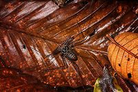Whip Spider, La Isla Escondida, Colombia An awesome unexpected encounter with this Whip Spider. You can see how its "whips" don't even fit the frame, the whips can grow up to 25cm and in this case I'd estimate them at about 15-20cm. These extended legs are mostly used to touch and sense prey as well as danger. You can see how their other legs are also very lengthy useful for speeding away. They feed on small insects and are harmless to people. Bites are unlikely and not venomous.<br />
<br />
This one is possibly in the Heterophrynus genus. It has been our only encounter with a Whip Spider during the whole trip.<br />
https://www.jungledragon.com/image/71383/whip_spider_-_frontal_la_isla_escondida_colombia.html<br />
https://www.jungledragon.com/image/71382/whip_spider_-_top_la_isla_escondida_colombia.html Colombia,Colombia 2018,Colombia South,La Isla Escondida,Putumayo,South America,World