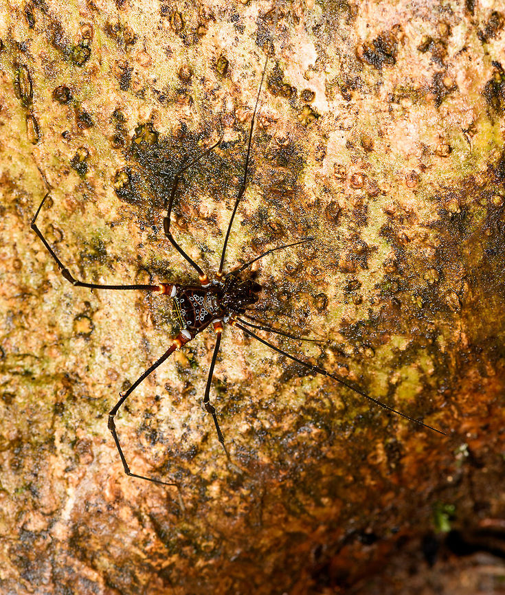 Phareicranaus gracilis on tree, La Isla Escondida, Colombia  Colombia,Colombia 2018,Colombia South,La Isla Escondida,Phareicranaus gracilis,Putumayo,South America,World