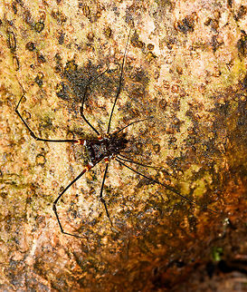 Phareicranaus gracilis on tree, La Isla Escondida, Colombia  Colombia,Colombia 2018,Colombia South,La Isla Escondida,Phareicranaus gracilis,Putumayo,South America,World