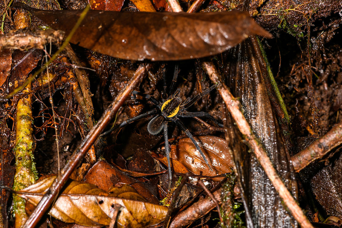 Ancylometes sp. with yellow highlight, La Isla Escondida, Colombia ID by Hubert H&ouml;fer.<br />
Found during a night tour on the forest floor, body size without legs is about 5cm. Colombia,Colombia 2018,Colombia South,La Isla Escondida,Putumayo,South America,World