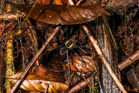 Ancylometes sp. with yellow highlight, La Isla Escondida, Colombia ID by Hubert Höfer.
Found during a night tour on the forest floor, body size without legs is about 5cm. Colombia,Colombia 2018,Colombia South,La Isla Escondida,Putumayo,South America,World