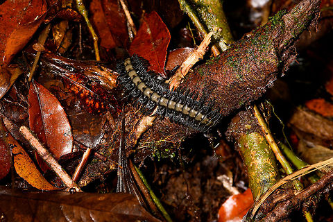 Tractor millipede, La Isla Escondida, Colombia Found at night on the forest floor. They are named tractor millipedes after their plated segments. Colombia,Colombia 2018,Colombia South,La Isla Escondida,Putumayo,South America,World