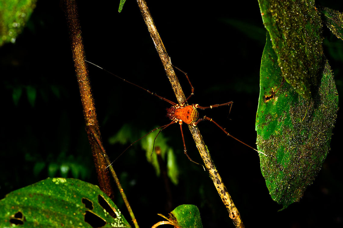 Orange harvestman, La Isla Escondida, Colombia <figure class="photo"><a href="https://www.jungledragon.com/image/71393/orange_harvestman_-_closeup_la_isla_escondida_colombia.html" title="Orange harvestman - closeup, La Isla Escondida, Colombia"><img src="https://s3.amazonaws.com/media.jungledragon.com/images/2/71393_thumb.jpg?AWSAccessKeyId=05GMT0V3GWVNE7GGM1R2&Expires=1765411210&Signature=Um8WdE1RPQwIBLr0DhuoMAXeSNM%3D" width="136" height="152" alt="Orange harvestman - closeup, La Isla Escondida, Colombia https://www.jungledragon.com/image/71390/orange_harvestman_la_isla_escondida_colombia.html Colombia,Colombia 2018,Colombia South,La Isla Escondida,Putumayo,South America,World" /></a></figure> Colombia,Colombia 2018,Colombia South,La Isla Escondida,Putumayo,South America,World