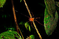 Orange harvestman, La Isla Escondida, Colombia https://www.jungledragon.com/image/71393/orange_harvestman_-_closeup_la_isla_escondida_colombia.html Colombia,Colombia 2018,Colombia South,La Isla Escondida,Putumayo,South America,World