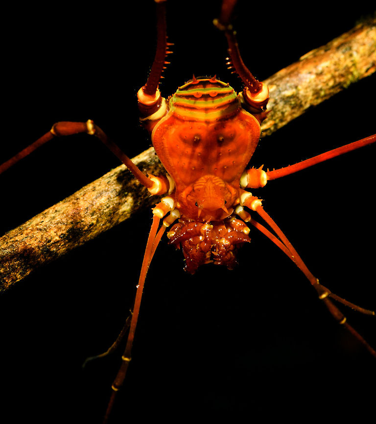 Orange harvestman - closeup, La Isla Escondida, Colombia <figure class="photo"><a href="https://www.jungledragon.com/image/71390/orange_harvestman_la_isla_escondida_colombia.html" title="Orange harvestman, La Isla Escondida, Colombia"><img src="https://s3.amazonaws.com/media.jungledragon.com/images/2/71390_thumb.jpg?AWSAccessKeyId=05GMT0V3GWVNE7GGM1R2&Expires=1765411210&Signature=wwwWMcm0w0Msukopsoj3HhdLhAk%3D" width="200" height="134" alt="Orange harvestman, La Isla Escondida, Colombia https://www.jungledragon.com/image/71393/orange_harvestman_-_closeup_la_isla_escondida_colombia.html Colombia,Colombia 2018,Colombia South,La Isla Escondida,Putumayo,South America,World" /></a></figure> Colombia,Colombia 2018,Colombia South,La Isla Escondida,Putumayo,South America,World