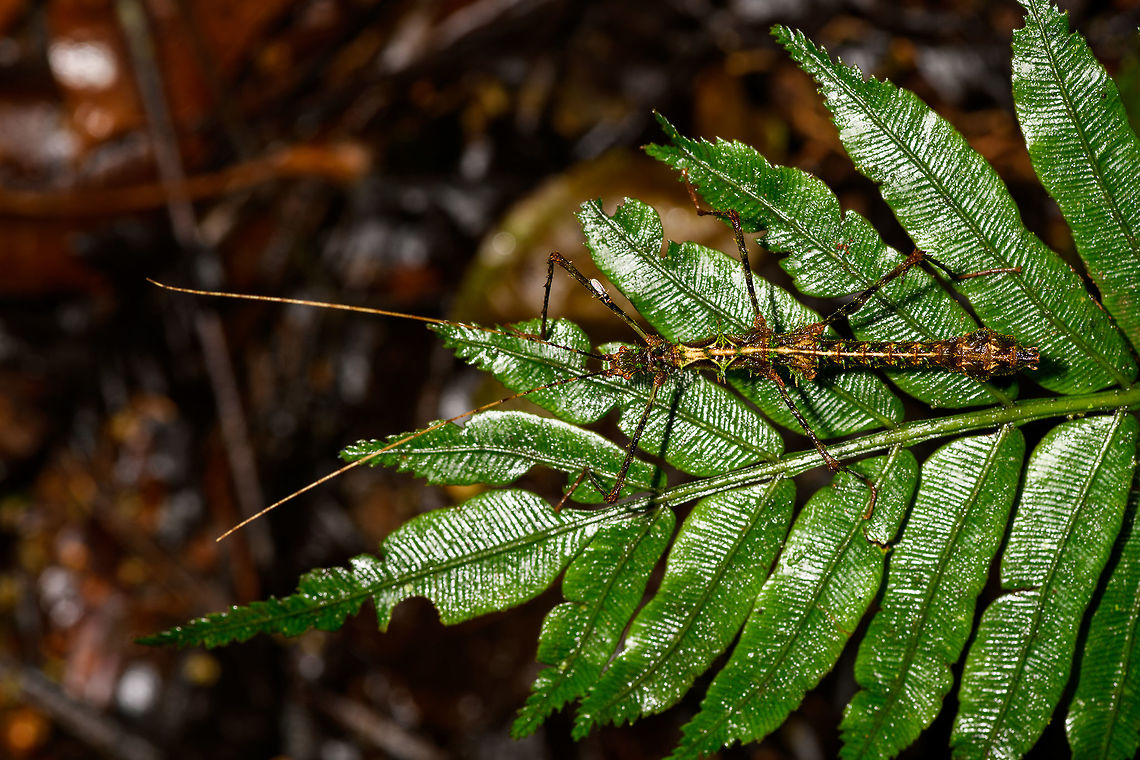 Parobrimus sp. phasmid on wet leaf, La Isla Escondida, Colombia ID by Albert Kang. Colombia,Colombia 2018,Colombia South,La Isla Escondida,Putumayo,South America,World