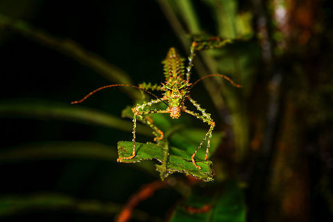 Parobrimus sp. phasmid, La Isla Escondida, Colombia Somewhat similar:
https://www.flickr.com/photos/andreaskay/16062097503/in/album-72157632722361625/
https://www.flickr.com/photos/andreaskay/7097583177/in/album-72157632722361625/
https://www.flickr.com/photos/andreaskay/8046704868/in/album-72157632722361625/

ID by Albert Kang. Colombia,Colombia 2018,Colombia South,La Isla Escondida,Putumayo,South America,World