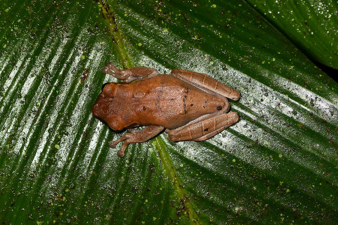 Brownish Tree Frog - top view, La Isla Escondida, Colombia Found at night in La Isla Escondida. The black stripe on the mouth is only on one side, so could be some kind of damage.<br />
<figure class="photo"><a href="https://www.jungledragon.com/image/71453/brownish_tree_frog_la_isla_escondida_colombia.html" title="Brownish Tree Frog, La Isla Escondida, Colombia"><img src="https://s3.amazonaws.com/media.jungledragon.com/images/2/71453_thumb.jpg?AWSAccessKeyId=05GMT0V3GWVNE7GGM1R2&Expires=1759968010&Signature=MQcwSOhyQE9r1qyG0CaIyx4DrIE%3D" width="200" height="200" alt="Brownish Tree Frog, La Isla Escondida, Colombia Found at night in La Isla Escondida. The black stripe on the mouth is only on one side, so could be some kind of damage.<br />
https://www.jungledragon.com/image/71452/brownish_tree_frog_-_top_view_la_isla_escondida_colombia.html<br />
https://www.jungledragon.com/image/71455/brownish_tree_frog_-_pose_la_isla_escondida_colombia.html<br />
https://www.jungledragon.com/image/71454/brownish_tree_frog_-_head_la_isla_escondida_colombia.html Colombia,Colombia 2018,Colombia South,La Isla Escondida,Manaus slender-legged tree frog,Osteocephalus taurinus,Putumayo,South America,World" /></a></figure><br />
<figure class="photo"><a href="https://www.jungledragon.com/image/71455/brownish_tree_frog_-_pose_la_isla_escondida_colombia.html" title="Brownish Tree Frog - pose, La Isla Escondida, Colombia"><img src="https://s3.amazonaws.com/media.jungledragon.com/images/2/71455_thumb.jpg?AWSAccessKeyId=05GMT0V3GWVNE7GGM1R2&Expires=1759968010&Signature=AKVt38WI0mZ07%2BImoHGOf5s4eeA%3D" width="200" height="134" alt="Brownish Tree Frog - pose, La Isla Escondida, Colombia Found at night in La Isla Escondida. The black stripe on the mouth is only on one side, so could be some kind of damage.<br />
https://www.jungledragon.com/image/71453/brownish_tree_frog_la_isla_escondida_colombia.html<br />
https://www.jungledragon.com/image/71452/brownish_tree_frog_-_top_view_la_isla_escondida_colombia.html<br />
https://www.jungledragon.com/image/71454/brownish_tree_frog_-_head_la_isla_escondida_colombia.html Colombia,Colombia 2018,Colombia South,La Isla Escondida,Manaus slender-legged tree frog,Osteocephalus taurinus,Putumayo,South America,World" /></a></figure><br />
<figure class="photo"><a href="https://www.jungledragon.com/image/71454/brownish_tree_frog_-_head_la_isla_escondida_colombia.html" title="Brownish Tree Frog - head, La Isla Escondida, Colombia"><img src="https://s3.amazonaws.com/media.jungledragon.com/images/2/71454_thumb.jpg?AWSAccessKeyId=05GMT0V3GWVNE7GGM1R2&Expires=1759968010&Signature=cAnUotm9XwdkZTNyteIgDhuP%2BIA%3D" width="200" height="134" alt="Brownish Tree Frog - head, La Isla Escondida, Colombia Found at night in La Isla Escondida. The black stripe on the mouth is only on one side, so could be some kind of damage.<br />
https://www.jungledragon.com/image/71453/brownish_tree_frog_la_isla_escondida_colombia.html<br />
https://www.jungledragon.com/image/71452/brownish_tree_frog_-_top_view_la_isla_escondida_colombia.html<br />
https://www.jungledragon.com/image/71455/brownish_tree_frog_-_pose_la_isla_escondida_colombia.html Colombia,Colombia 2018,Colombia South,La Isla Escondida,Manaus slender-legged tree frog,Osteocephalus taurinus,Putumayo,South America,World" /></a></figure> Colombia,Colombia 2018,Colombia South,La Isla Escondida,Manaus slender-legged tree frog,Osteocephalus taurinus,Putumayo,South America,World