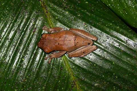 Brownish Tree Frog - top view, La Isla Escondida, Colombia Found at night in La Isla Escondida. The black stripe on the mouth is only on one side, so could be some kind of damage.
https://www.jungledragon.com/image/71453/brownish_tree_frog_la_isla_escondida_colombia.html
https://www.jungledragon.com/image/71455/brownish_tree_frog_-_pose_la_isla_escondida_colombia.html
https://www.jungledragon.com/image/71454/brownish_tree_frog_-_head_la_isla_escondida_colombia.html Colombia,Colombia 2018,Colombia South,La Isla Escondida,Manaus slender-legged tree frog,Osteocephalus taurinus,Putumayo,South America,World
