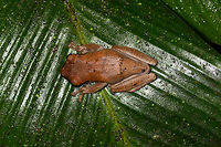 Brownish Tree Frog - top view, La Isla Escondida, Colombia Found at night in La Isla Escondida. The black stripe on the mouth is only on one side, so could be some kind of damage.<br />
https://www.jungledragon.com/image/71453/brownish_tree_frog_la_isla_escondida_colombia.html<br />
https://www.jungledragon.com/image/71455/brownish_tree_frog_-_pose_la_isla_escondida_colombia.html<br />
https://www.jungledragon.com/image/71454/brownish_tree_frog_-_head_la_isla_escondida_colombia.html Colombia,Colombia 2018,Colombia South,La Isla Escondida,Manaus slender-legged tree frog,Osteocephalus taurinus,Putumayo,South America,World
