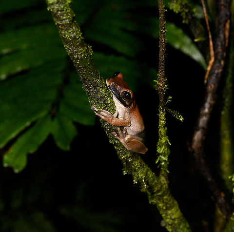 Brownish Tree Frog, La Isla Escondida, Colombia Found at night in La Isla Escondida. The black stripe on the mouth is only on one side, so could be some kind of damage.
https://www.jungledragon.com/image/71452/brownish_tree_frog_-_top_view_la_isla_escondida_colombia.html
https://www.jungledragon.com/image/71455/brownish_tree_frog_-_pose_la_isla_escondida_colombia.html
https://www.jungledragon.com/image/71454/brownish_tree_frog_-_head_la_isla_escondida_colombia.html Colombia,Colombia 2018,Colombia South,La Isla Escondida,Manaus slender-legged tree frog,Osteocephalus taurinus,Putumayo,South America,World
