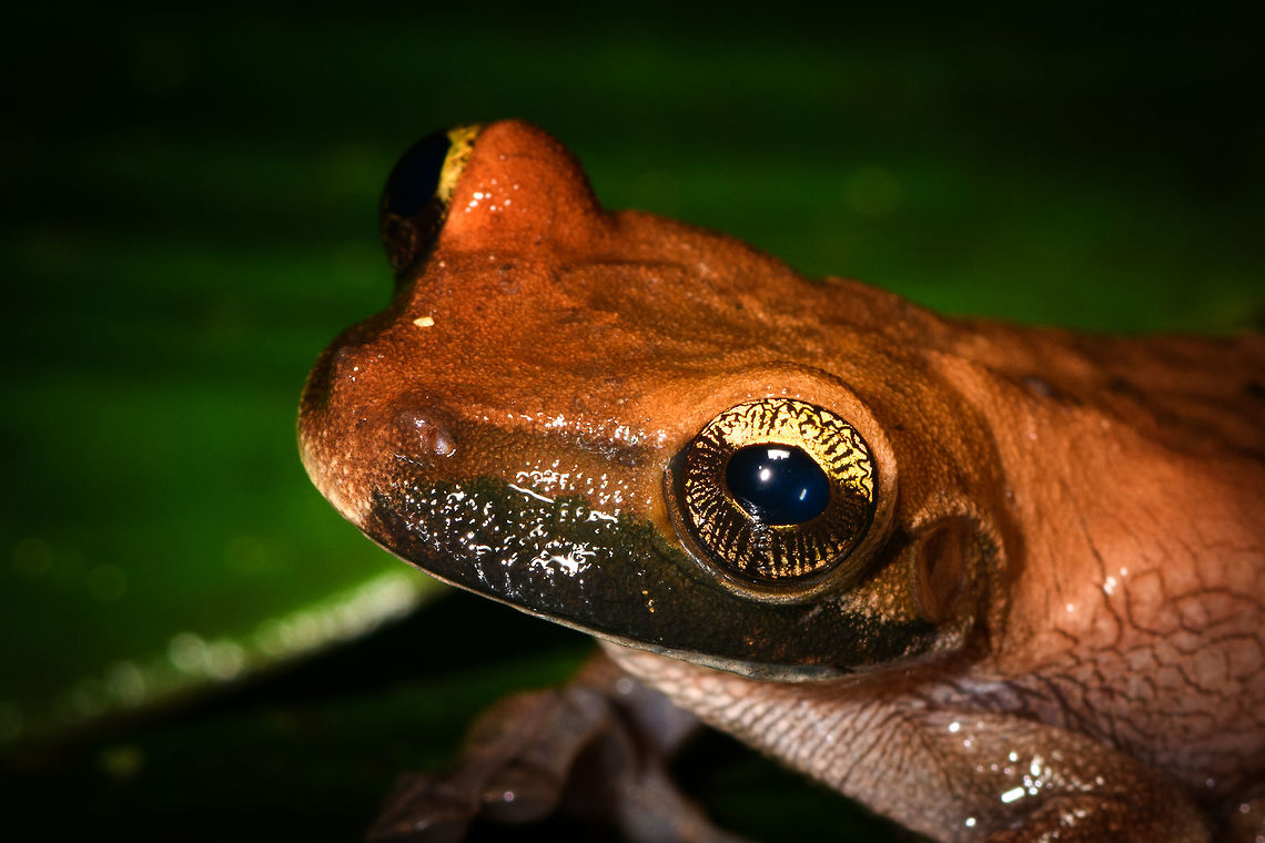 Brownish Tree Frog - head, La Isla Escondida, Colombia Found at night in La Isla Escondida. The black stripe on the mouth is only on one side, so could be some kind of damage.<br />
<figure class="photo"><a href="https://www.jungledragon.com/image/71453/brownish_tree_frog_la_isla_escondida_colombia.html" title="Brownish Tree Frog, La Isla Escondida, Colombia"><img src="https://s3.amazonaws.com/media.jungledragon.com/images/2/71453_thumb.jpg?AWSAccessKeyId=05GMT0V3GWVNE7GGM1R2&Expires=1759968010&Signature=MQcwSOhyQE9r1qyG0CaIyx4DrIE%3D" width="200" height="200" alt="Brownish Tree Frog, La Isla Escondida, Colombia Found at night in La Isla Escondida. The black stripe on the mouth is only on one side, so could be some kind of damage.<br />
https://www.jungledragon.com/image/71452/brownish_tree_frog_-_top_view_la_isla_escondida_colombia.html<br />
https://www.jungledragon.com/image/71455/brownish_tree_frog_-_pose_la_isla_escondida_colombia.html<br />
https://www.jungledragon.com/image/71454/brownish_tree_frog_-_head_la_isla_escondida_colombia.html Colombia,Colombia 2018,Colombia South,La Isla Escondida,Manaus slender-legged tree frog,Osteocephalus taurinus,Putumayo,South America,World" /></a></figure><br />
<figure class="photo"><a href="https://www.jungledragon.com/image/71452/brownish_tree_frog_-_top_view_la_isla_escondida_colombia.html" title="Brownish Tree Frog - top view, La Isla Escondida, Colombia"><img src="https://s3.amazonaws.com/media.jungledragon.com/images/2/71452_thumb.jpg?AWSAccessKeyId=05GMT0V3GWVNE7GGM1R2&Expires=1759968010&Signature=pgI1GJXHDiaRiF9t%2BJWjgx4zYg4%3D" width="200" height="134" alt="Brownish Tree Frog - top view, La Isla Escondida, Colombia Found at night in La Isla Escondida. The black stripe on the mouth is only on one side, so could be some kind of damage.<br />
https://www.jungledragon.com/image/71453/brownish_tree_frog_la_isla_escondida_colombia.html<br />
https://www.jungledragon.com/image/71455/brownish_tree_frog_-_pose_la_isla_escondida_colombia.html<br />
https://www.jungledragon.com/image/71454/brownish_tree_frog_-_head_la_isla_escondida_colombia.html Colombia,Colombia 2018,Colombia South,La Isla Escondida,Manaus slender-legged tree frog,Osteocephalus taurinus,Putumayo,South America,World" /></a></figure><br />
<figure class="photo"><a href="https://www.jungledragon.com/image/71455/brownish_tree_frog_-_pose_la_isla_escondida_colombia.html" title="Brownish Tree Frog - pose, La Isla Escondida, Colombia"><img src="https://s3.amazonaws.com/media.jungledragon.com/images/2/71455_thumb.jpg?AWSAccessKeyId=05GMT0V3GWVNE7GGM1R2&Expires=1759968010&Signature=AKVt38WI0mZ07%2BImoHGOf5s4eeA%3D" width="200" height="134" alt="Brownish Tree Frog - pose, La Isla Escondida, Colombia Found at night in La Isla Escondida. The black stripe on the mouth is only on one side, so could be some kind of damage.<br />
https://www.jungledragon.com/image/71453/brownish_tree_frog_la_isla_escondida_colombia.html<br />
https://www.jungledragon.com/image/71452/brownish_tree_frog_-_top_view_la_isla_escondida_colombia.html<br />
https://www.jungledragon.com/image/71454/brownish_tree_frog_-_head_la_isla_escondida_colombia.html Colombia,Colombia 2018,Colombia South,La Isla Escondida,Manaus slender-legged tree frog,Osteocephalus taurinus,Putumayo,South America,World" /></a></figure> Colombia,Colombia 2018,Colombia South,La Isla Escondida,Manaus slender-legged tree frog,Osteocephalus taurinus,Putumayo,South America,World