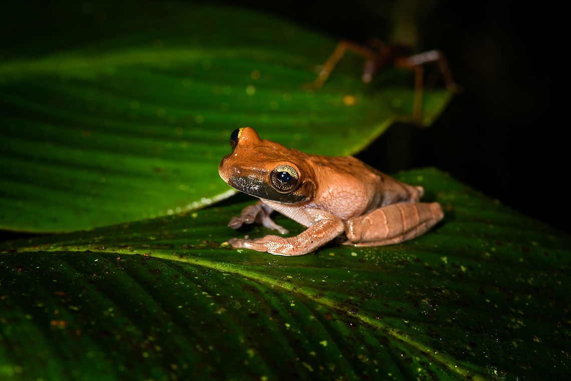 Brownish Tree Frog - pose, La Isla Escondida, Colombia Found at night in La Isla Escondida. The black stripe on the mouth is only on one side, so could be some kind of damage.<br />
<figure class="photo"><a href="https://www.jungledragon.com/image/71453/brownish_tree_frog_la_isla_escondida_colombia.html" title="Brownish Tree Frog, La Isla Escondida, Colombia"><img src="https://s3.amazonaws.com/media.jungledragon.com/images/2/71453_thumb.jpg?AWSAccessKeyId=05GMT0V3GWVNE7GGM1R2&Expires=1769040010&Signature=mLlnnVxr%2B9aNoJImTgVY4qEcK%2BA%3D" width="200" height="200" alt="Brownish Tree Frog, La Isla Escondida, Colombia Found at night in La Isla Escondida. The black stripe on the mouth is only on one side, so could be some kind of damage.<br />
https://www.jungledragon.com/image/71452/brownish_tree_frog_-_top_view_la_isla_escondida_colombia.html<br />
https://www.jungledragon.com/image/71455/brownish_tree_frog_-_pose_la_isla_escondida_colombia.html<br />
https://www.jungledragon.com/image/71454/brownish_tree_frog_-_head_la_isla_escondida_colombia.html Colombia,Colombia 2018,Colombia South,La Isla Escondida,Manaus slender-legged tree frog,Osteocephalus taurinus,Putumayo,South America,World" /></a></figure><br />
<figure class="photo"><a href="https://www.jungledragon.com/image/71452/brownish_tree_frog_-_top_view_la_isla_escondida_colombia.html" title="Brownish Tree Frog - top view, La Isla Escondida, Colombia"><img src="https://s3.amazonaws.com/media.jungledragon.com/images/2/71452_thumb.jpg?AWSAccessKeyId=05GMT0V3GWVNE7GGM1R2&Expires=1769040010&Signature=pE7GfrU6ICKWq2vTAVCGnTxyHC0%3D" width="200" height="134" alt="Brownish Tree Frog - top view, La Isla Escondida, Colombia Found at night in La Isla Escondida. The black stripe on the mouth is only on one side, so could be some kind of damage.<br />
https://www.jungledragon.com/image/71453/brownish_tree_frog_la_isla_escondida_colombia.html<br />
https://www.jungledragon.com/image/71455/brownish_tree_frog_-_pose_la_isla_escondida_colombia.html<br />
https://www.jungledragon.com/image/71454/brownish_tree_frog_-_head_la_isla_escondida_colombia.html Colombia,Colombia 2018,Colombia South,La Isla Escondida,Manaus slender-legged tree frog,Osteocephalus taurinus,Putumayo,South America,World" /></a></figure><br />
<figure class="photo"><a href="https://www.jungledragon.com/image/71454/brownish_tree_frog_-_head_la_isla_escondida_colombia.html" title="Brownish Tree Frog - head, La Isla Escondida, Colombia"><img src="https://s3.amazonaws.com/media.jungledragon.com/images/2/71454_thumb.jpg?AWSAccessKeyId=05GMT0V3GWVNE7GGM1R2&Expires=1769040010&Signature=rlNJwBtPX7QRumgEQWR6a0CEtrg%3D" width="200" height="134" alt="Brownish Tree Frog - head, La Isla Escondida, Colombia Found at night in La Isla Escondida. The black stripe on the mouth is only on one side, so could be some kind of damage.<br />
https://www.jungledragon.com/image/71453/brownish_tree_frog_la_isla_escondida_colombia.html<br />
https://www.jungledragon.com/image/71452/brownish_tree_frog_-_top_view_la_isla_escondida_colombia.html<br />
https://www.jungledragon.com/image/71455/brownish_tree_frog_-_pose_la_isla_escondida_colombia.html Colombia,Colombia 2018,Colombia South,La Isla Escondida,Manaus slender-legged tree frog,Osteocephalus taurinus,Putumayo,South America,World" /></a></figure> Colombia,Colombia 2018,Colombia South,La Isla Escondida,Manaus slender-legged tree frog,Osteocephalus taurinus,Putumayo,South America,World