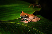 Brownish Tree Frog - pose, La Isla Escondida, Colombia Found at night in La Isla Escondida. The black stripe on the mouth is only on one side, so could be some kind of damage.<br />
https://www.jungledragon.com/image/71453/brownish_tree_frog_la_isla_escondida_colombia.html<br />
https://www.jungledragon.com/image/71452/brownish_tree_frog_-_top_view_la_isla_escondida_colombia.html<br />
https://www.jungledragon.com/image/71454/brownish_tree_frog_-_head_la_isla_escondida_colombia.html Colombia,Colombia 2018,Colombia South,La Isla Escondida,Manaus slender-legged tree frog,Osteocephalus taurinus,Putumayo,South America,World