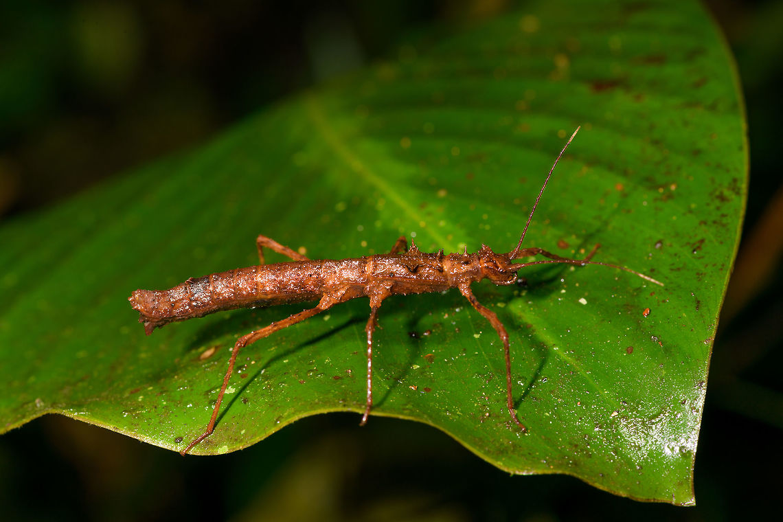 Female Acanthoclonia sp. phasmid, La Isla Escondida, Colombia ID by Albert Kang. Colombia,Colombia 2018,Colombia South,La Isla Escondida,Putumayo,South America,World