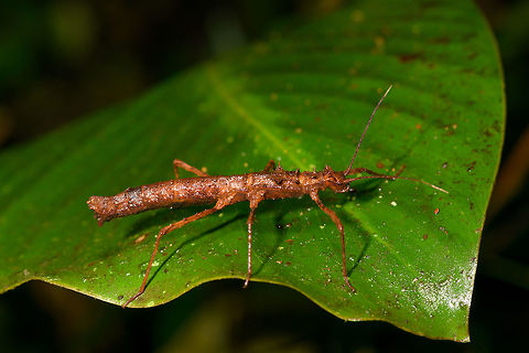 Female Acanthoclonia sp. phasmid, La Isla Escondida, Colombia ID by Albert Kang. Colombia,Colombia 2018,Colombia South,La Isla Escondida,Putumayo,South America,World