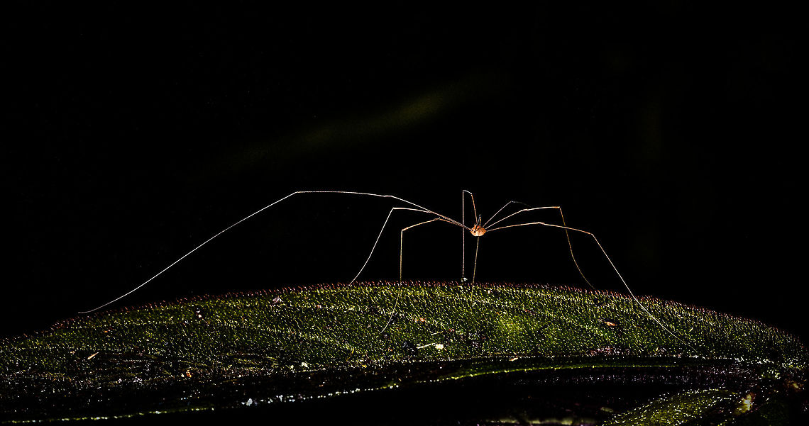 Daddy Longlegs, La Isla Escondida An attempt to get the entire creature in focus, but it's hard to make it look good with so much dark in the scene.<br />
<figure class="photo"><a href="https://www.jungledragon.com/image/71461/daddy_longlegs_-_closeup_la_isla_escondida.html" title="Daddy Longlegs - closeup, La Isla Escondida"><img src="https://s3.amazonaws.com/media.jungledragon.com/images/2/71461_thumb.jpg?AWSAccessKeyId=05GMT0V3GWVNE7GGM1R2&Expires=1770854410&Signature=3yTyNa7Qsyeuz1y07y6tUL55Qmk%3D" width="200" height="96" alt="Daddy Longlegs - closeup, La Isla Escondida An attempt to get the entire creature in focus, but it's hard to make it look good with so much dark in the scene.<br />
https://www.jungledragon.com/image/71460/daddy_longlegs_la_isla_escondida.html Colombia,Colombia 2018,Colombia South,Fall,Geotagged,La Isla Escondida,Putumayo,South America,World" /></a></figure> Colombia,Colombia 2018,Colombia South,La Isla Escondida,Putumayo,South America,World