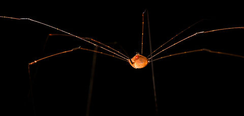 Daddy Longlegs - closeup, La Isla Escondida An attempt to get the entire creature in focus, but it's hard to make it look good with so much dark in the scene.
https://www.jungledragon.com/image/71460/daddy_longlegs_la_isla_escondida.html Colombia,Colombia 2018,Colombia South,Fall,Geotagged,La Isla Escondida,Putumayo,South America,World
