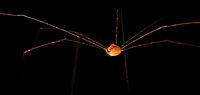 Daddy Longlegs - closeup, La Isla Escondida An attempt to get the entire creature in focus, but it's hard to make it look good with so much dark in the scene.<br />
https://www.jungledragon.com/image/71460/daddy_longlegs_la_isla_escondida.html Colombia,Colombia 2018,Colombia South,Fall,Geotagged,La Isla Escondida,Putumayo,South America,World