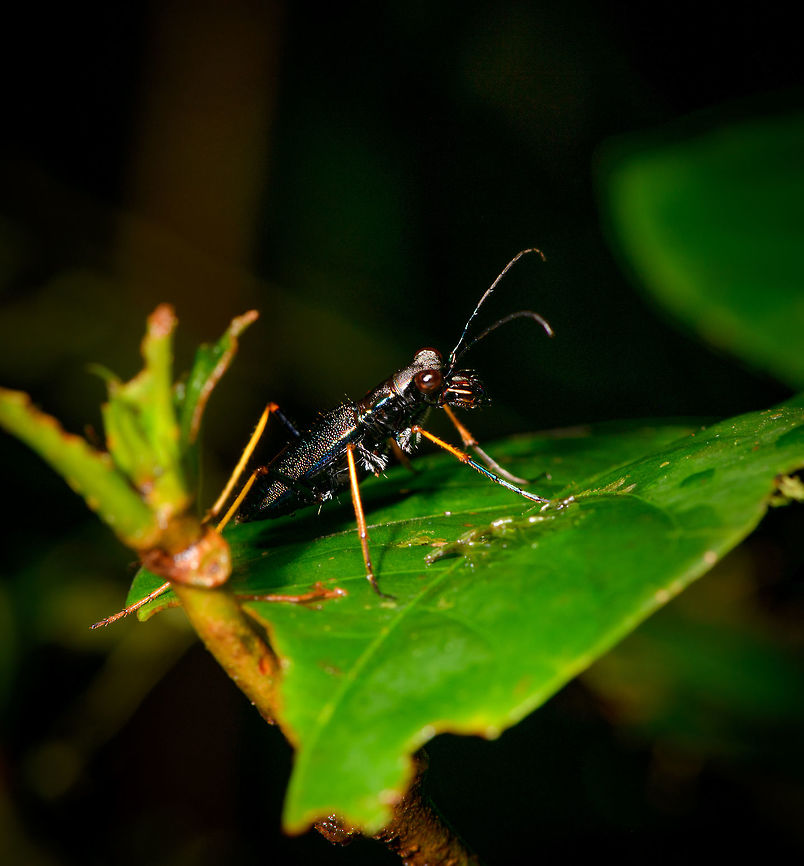 Tiger beetle at night, La Isla Escondida, Colombia Tentative species ID based on this earlier observation:<br />
<figure class="photo"><a href="https://www.jungledragon.com/image/70120/neotropical_tiger_beetle_la_isla_escondida_colombia.html" title="Neotropical Tiger Beetle, La Isla Escondida, Colombia"><img src="https://s3.amazonaws.com/media.jungledragon.com/images/2/70120_thumb.jpg?AWSAccessKeyId=05GMT0V3GWVNE7GGM1R2&Expires=1763596810&Signature=7koPQ0156Fc0tMWFJOKj2D%2BVbDs%3D" width="122" height="152" alt="Neotropical Tiger Beetle, La Isla Escondida, Colombia Suspected Odontocheila sp., Carabidae based on this reference:<br />
https://www.flickr.com/photos/andreaskay/28427465283/in/album-72157672483717566/ Colombia,Colombia 2018,Colombia South,Fall,Geotagged,La Isla Escondida,Odontocheila cayennensis,Putumayo,South America,World" /></a></figure> Colombia,Colombia 2018,Colombia South,La Isla Escondida,Odontocheila cayennensis,Putumayo,South America,World