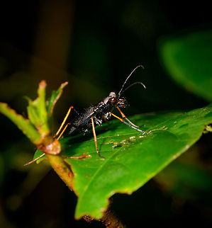 Tiger beetle at night, La Isla Escondida, Colombia Tentative species ID based on this earlier observation:
https://www.jungledragon.com/image/70120/neotropical_tiger_beetle_la_isla_escondida_colombia.html Colombia,Colombia 2018,Colombia South,La Isla Escondida,Odontocheila cayennensis,Putumayo,South America,World
