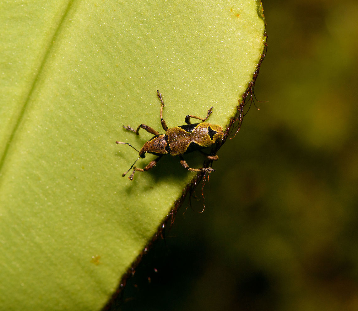 Snout Weevil sp3, La Isla Escondida, Colombia My flash failed on this shot and the pose is not great, but sharing it anyway as I don&#039;t have any other shot of a weevil with this particular pattern. Colombia,Colombia 2018,Colombia South,La Isla Escondida,Putumayo,South America,World